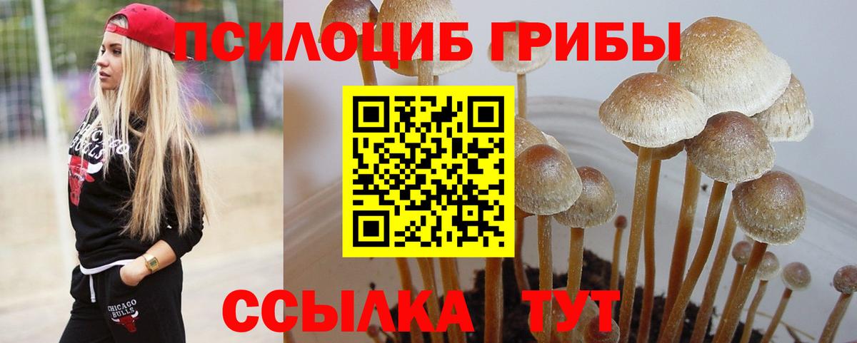 дарнет шоп  Псилоцибиновые грибы GOLDEN TEACHER  Вход с VPN  Электросталь 